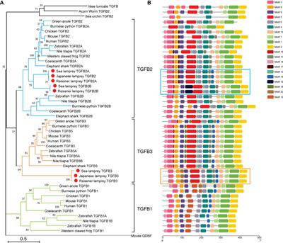 Frontiers | Molecular Evolution Of Transforming Growth Factor-β (TGF-β ...